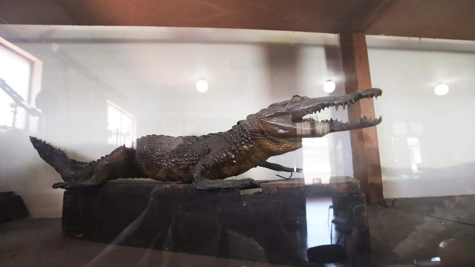 Museo de Historia Nutural | Prepa Juárez | Colegio Preparatorio